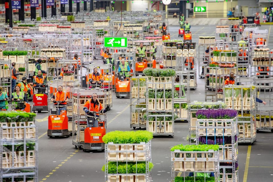 Aalsmeer: Flower Auction Royal Flora Holland Entry Ticket - Early Morning Viewing: When the Market Feels Alive