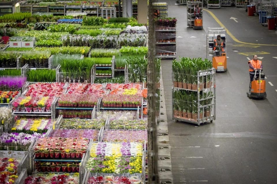Aalsmeer: Flower Auction Royal Flora Holland Entry Ticket - Languages and Communication: Who Can Help You On-Site
