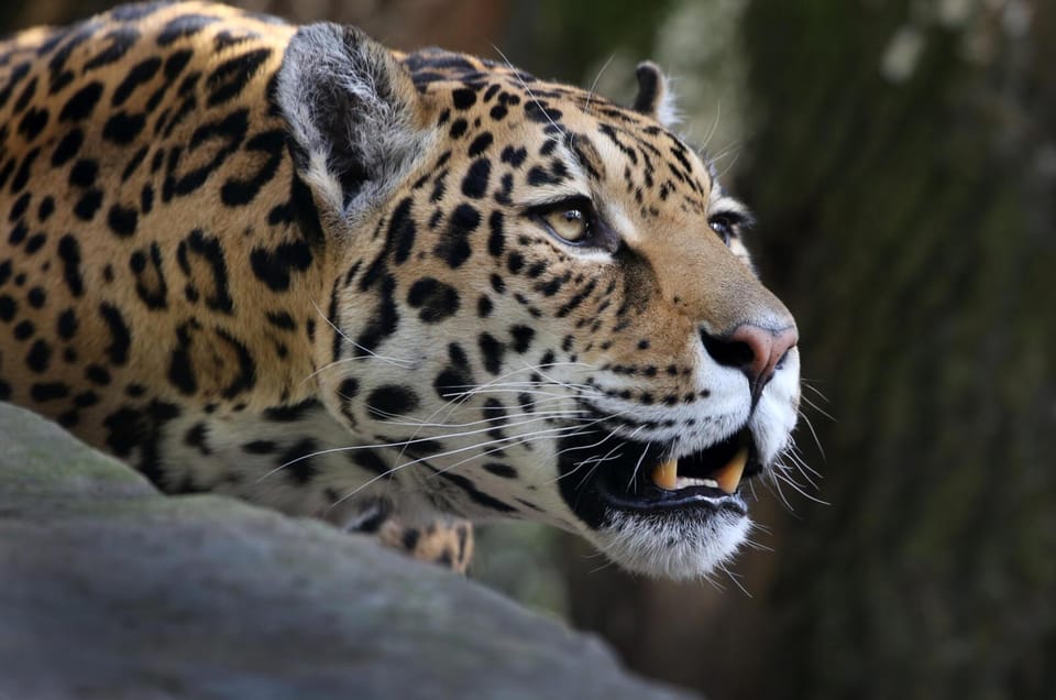 Amsterdam: ARTIS Royal Zoo and ARTIS Groote Museum Ticket - Who this ticket is best for (and who should tweak expectations)