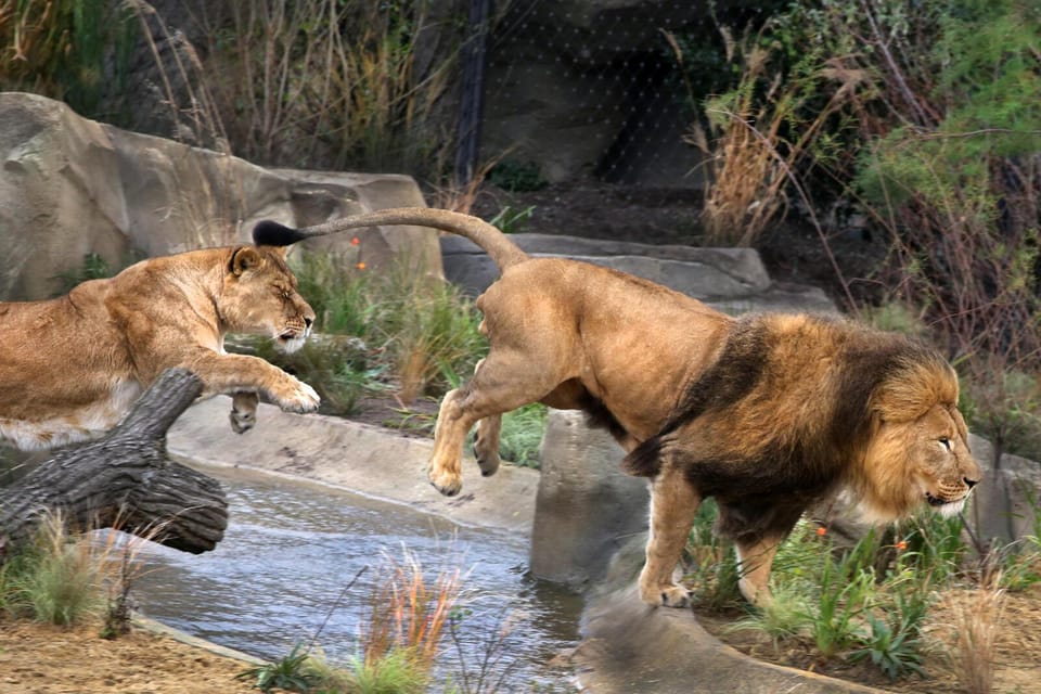 Amsterdam: ARTIS Royal Zoo and ARTIS Groote Museum Ticket - Madagascar at Kerbertterras: lemurs, turtles, and a former lion space
