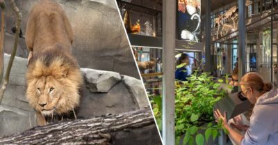 Amsterdam: ARTIS Royal Zoo and ARTIS Groote Museum Ticket - Newborn elephant calves and the Elephant Expedition