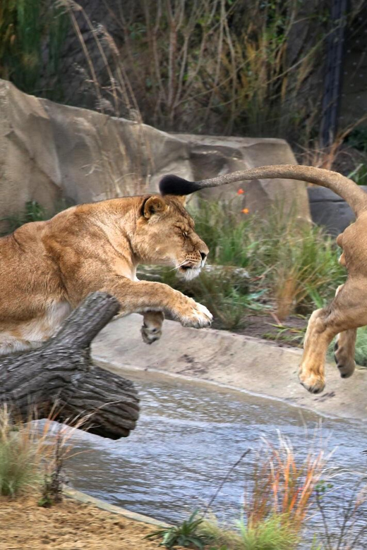 Amsterdam: ARTIS Royal Zoo and ARTIS Groote Museum Ticket - A smart 1-day route (with museum-first logic)