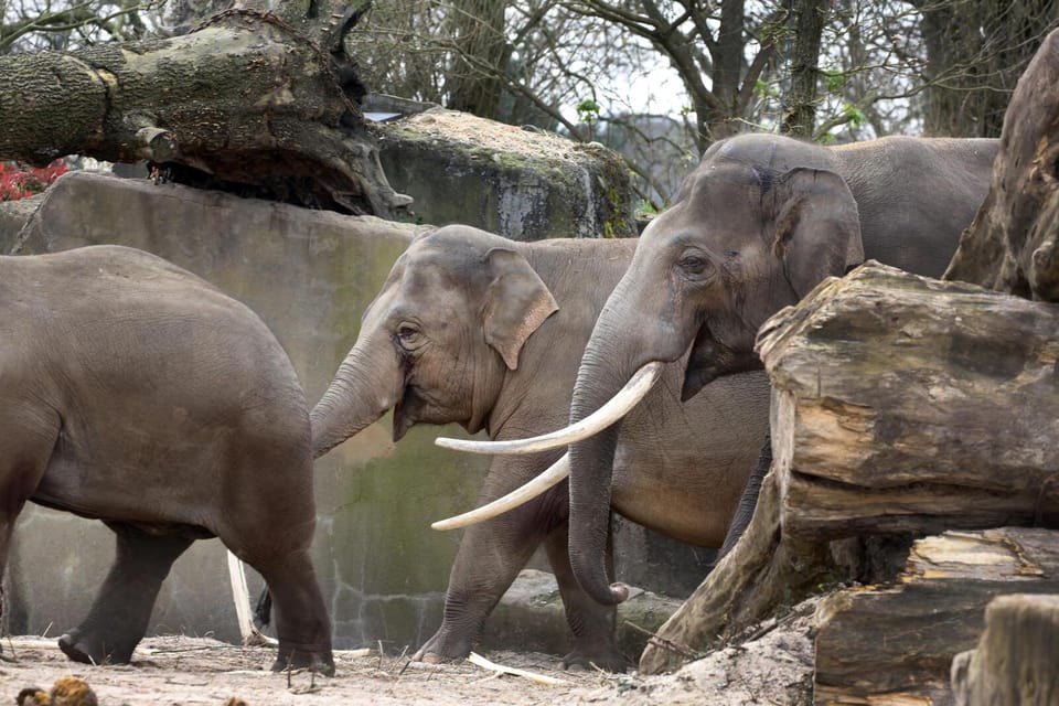 Amsterdam: Artis Royal Zoo & ARTIS-Micropia Combo Ticket - Kerbertterras Madagascar and the otter neighborhood