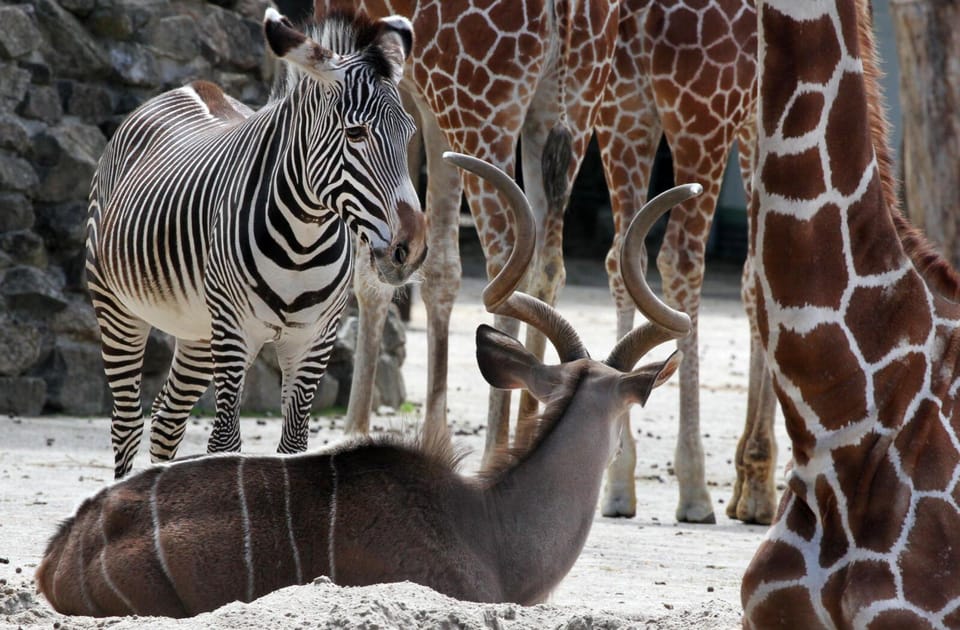 Amsterdam: Artis Royal Zoo & ARTIS-Micropia Combo Ticket - ARTIS-Micropia: booking your time slot and seeing microbes come alive