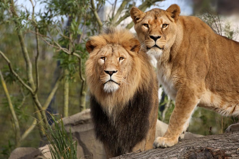 Amsterdam: Artis Royal Zoo & ARTIS-Micropia Combo Ticket - Comfort and practical details that make the day easier