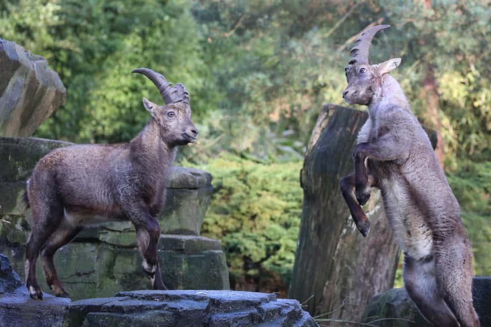 Amsterdam: ARTIS Royal Zoo Entry Ticket - Optional add-ons: Micropia and the Groote Museum with a combined ticket