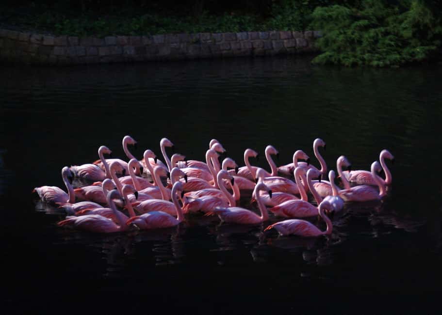 Amsterdam: ARTIS Royal Zoo Entry Ticket - Botanical garden and historic park stroll: when the zoo becomes a city walk