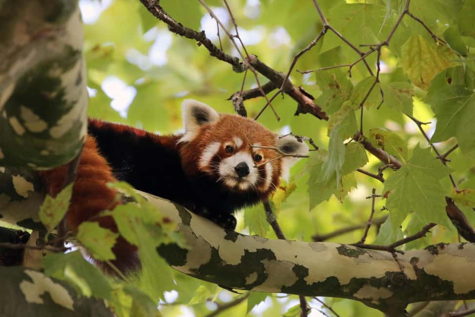 Amsterdam: ARTIS Royal Zoo Entry Ticket - Food, pacing, and how long you actually need