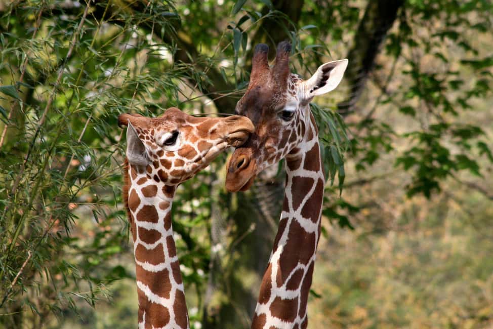 Amsterdam: ARTIS Royal Zoo Entry Ticket - Zoo layout tips: how to avoid the I missed that feeling
