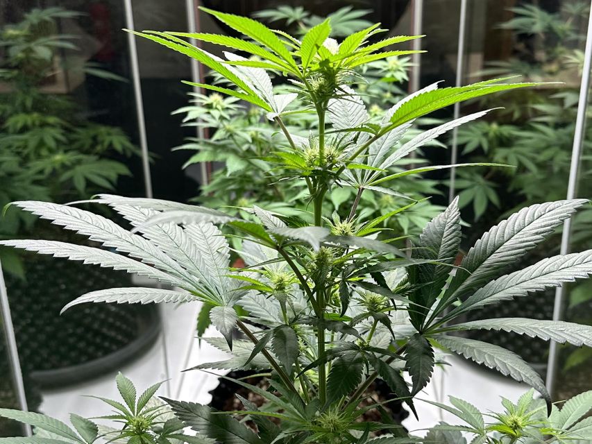Amsterdam: Cannabis Museum Entry Ticket - The Indoor Ecosystem: Live Plants, Microscope, and a Testing Machine