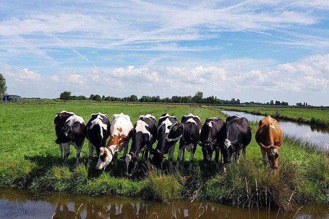 Amsterdam City & Countryside Tour: The Best of both Worlds - Who this Amsterdam city-and-countryside day fits best