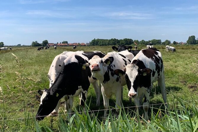 Amsterdam Countryside Bike and Kayak Tour - Kayaking the wetlands: what to expect on the water
