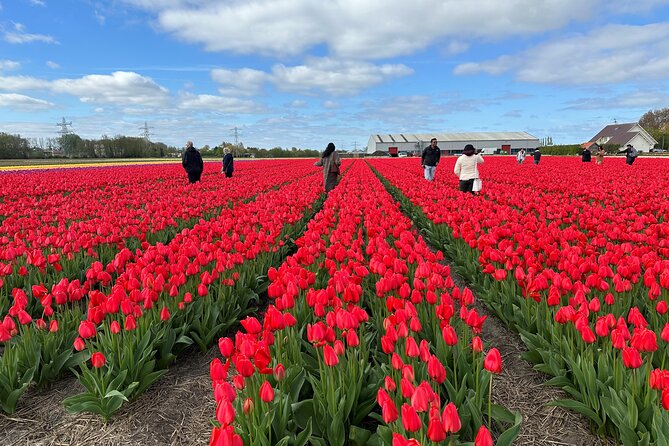 Amsterdam: Day trip to Tulip Farm, Keukenhof + Windmill Cruise - Tulperij tulip farm: what you learn from Daan and Anja