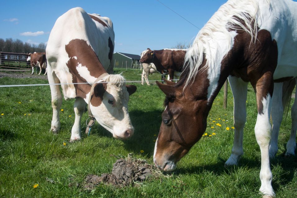 Amsterdam: Full-Day Countryside Tour - Marken: stilts, narrow streets, and that last-photo feeling