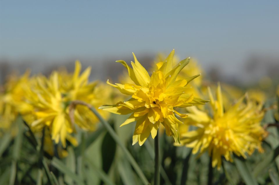 Amsterdam: Half-Day Flower Fields and Keukenhof Bicycle Tour - From Amsterdam Central to Hillegom: the easy start