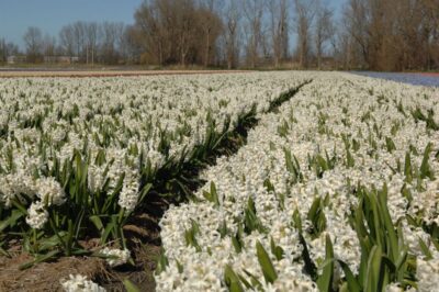 Amsterdam: Half-Day Flower Fields and Keukenhof Bicycle Tour - Cycling South Holland’s bulb region with a guide who keeps you together