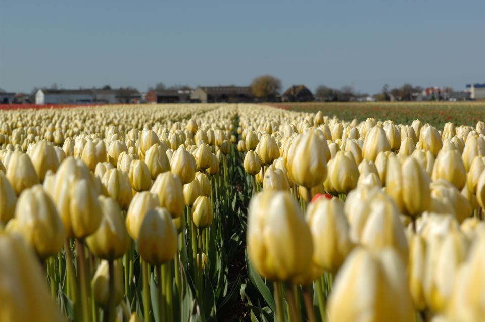Amsterdam: Half-Day Flower Fields and Keukenhof Bicycle Tour - Keukenhof for two hours: how to make your time count