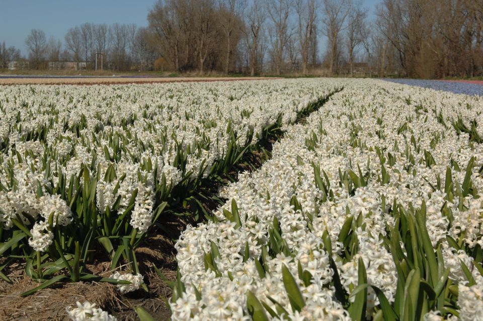 Amsterdam: Half-Day Flower Fields and Keukenhof Bicycle Tour - Cycling South Holland’s bulb region with a guide who keeps you together