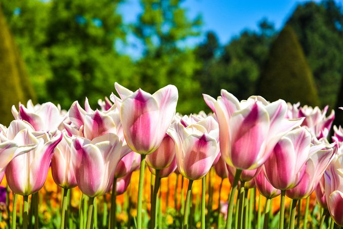 Amsterdam: Keukenhof and Zaanse Schans Windmills Guided Day Trip - The Optional Canal Cruise: A Nice Finish If Your Legs Still Work
