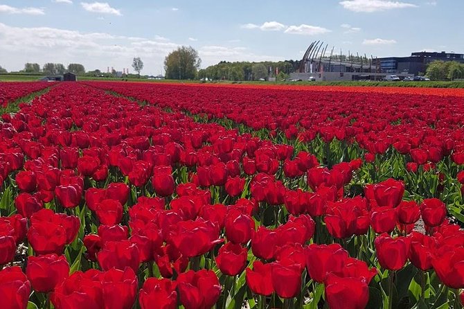 Amsterdam : Keukenhof FlowerFarm Privatetour Skip-The-Line ticket - Key Things You’ll Like About This Keukenhof Day Trip