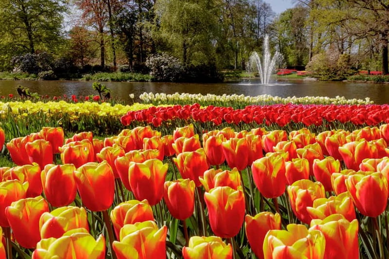Amsterdam: Keukenhof Ticket and Roundtrip Shuttle Transfer - The coach ride: guaranteed seat, direct route, and comfort