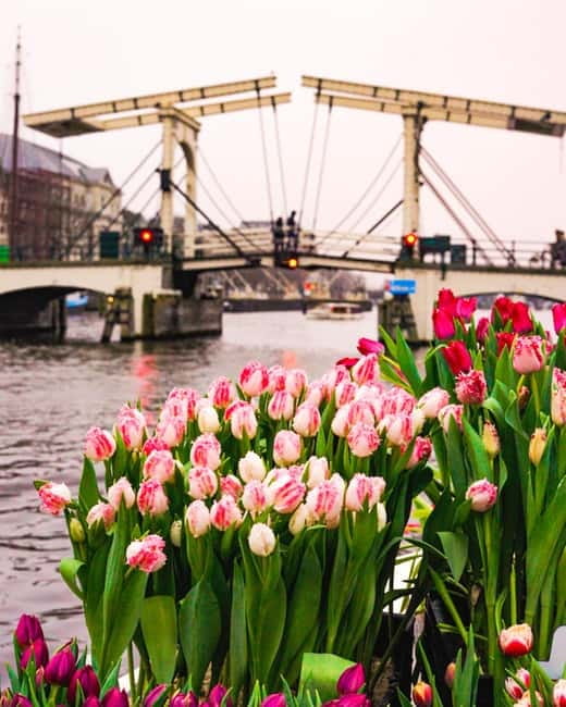 Amsterdam: Premium Tulip Boat Canal Tour - What the Hour Feels Like: A Practical Walkthrough