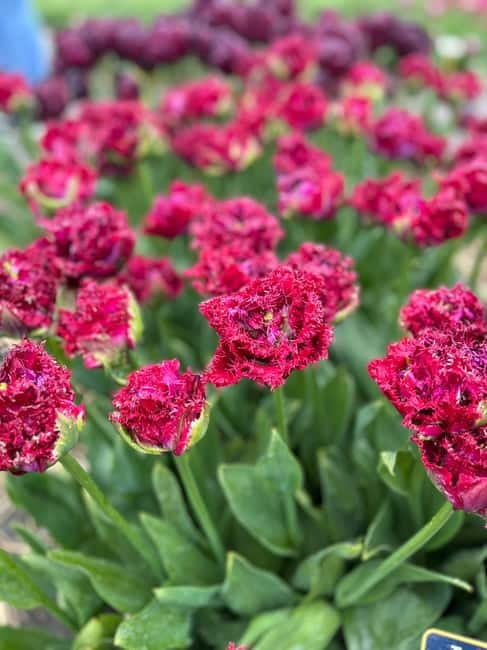 Amsterdam: Private Keukenhof and Free Tulip Tour - Who this tour is best for