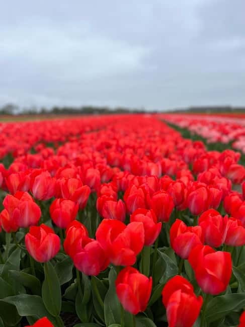 Amsterdam: Private Keukenhof and Free Tulip Tour - Private pickup around Amsterdam: where the day becomes easy