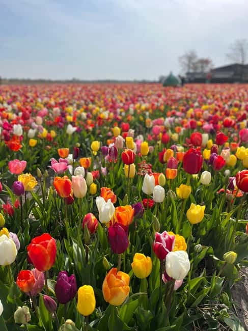Amsterdam: Private Keukenhof and Free Tulip Tour - The ride between stops: why the van time is part of the value