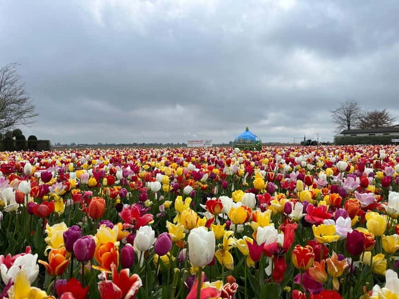Amsterdam: Private Keukenhof and Free Tulip Tour - Lisse photo stops and the classic field look