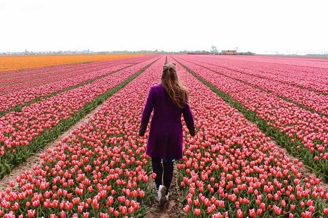 Amsterdam Private Tour to Keukenhof, Tulip Fields and Windmills - Key highlights at a glance