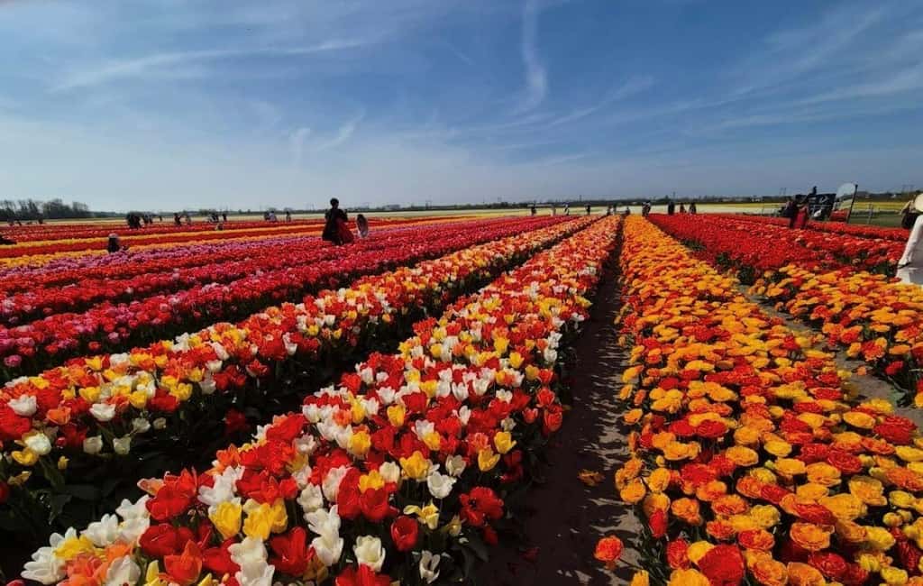 Amsterdam : Tulip Wonderland Tour - Key things that make this Tulip Barn tour worth your time