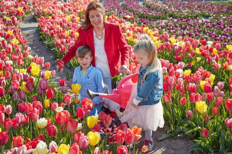 Amsterdam : Tulip Wonderland Tour - The 30-minute ride through tulip fields: what you’ll notice on the way