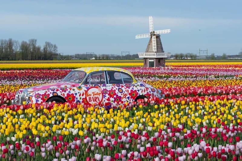 Amsterdam : Tulip Wonderland Tour - Price and what you actually get for $37