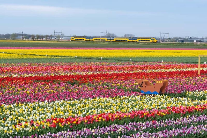 Amsterdam : Tulip Wonderland Tour - Who should book this Tulip Barn tour?