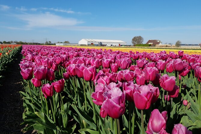 Amsterdam TulipFields of Holland Tour - Where You Meet and How Long You’ll Be Out