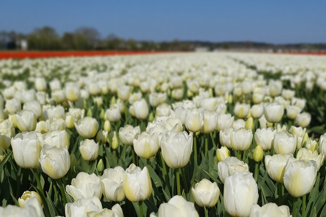 Amsterdam TulipFields of Holland Tour - The Van Ride That Makes the Countryside Work