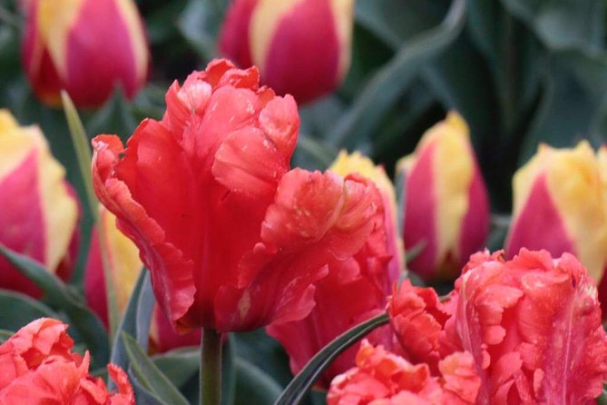 Amsterdam TulipFields of Holland Tour - Stop 2 at De Tulperij: The Farmer Visit That Turns Flowers into Farming