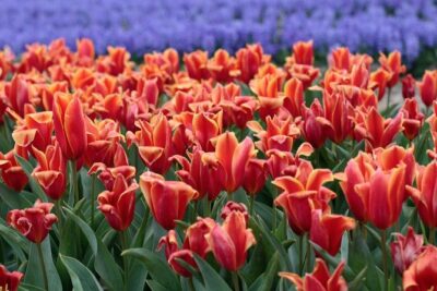 Amsterdam TulipFields of Holland Tour - Stop 1: The Flower Bulb Region and the Picture-Stop Sweet Spot