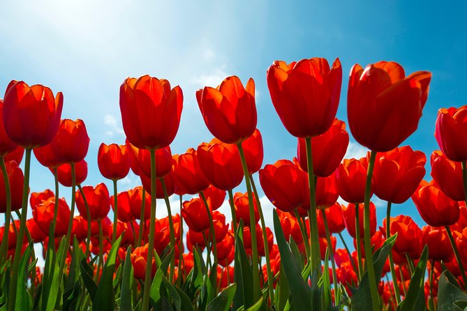 Amsterdam TulipFields of Holland Tour - Leander’s Role: Stories, Tulip History, and Those Extra Touches