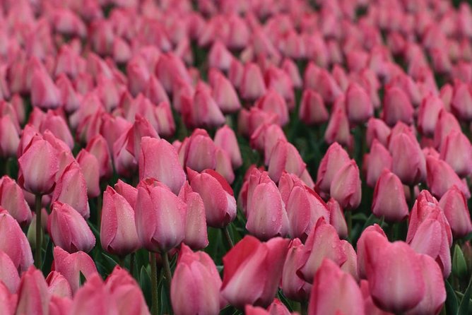 Amsterdam TulipFields of Holland Tour - Comfort and Snacks: Coffee, Water, and Dutch Apple Pie