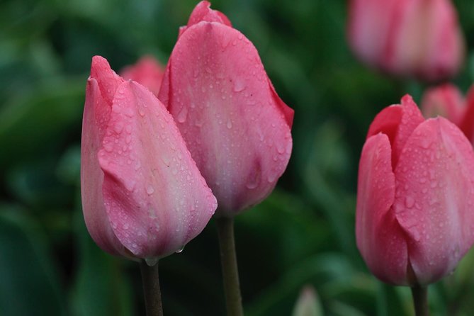 Amsterdam TulipFields of Holland Tour - Price and Value: Is $216.26 Worth It?