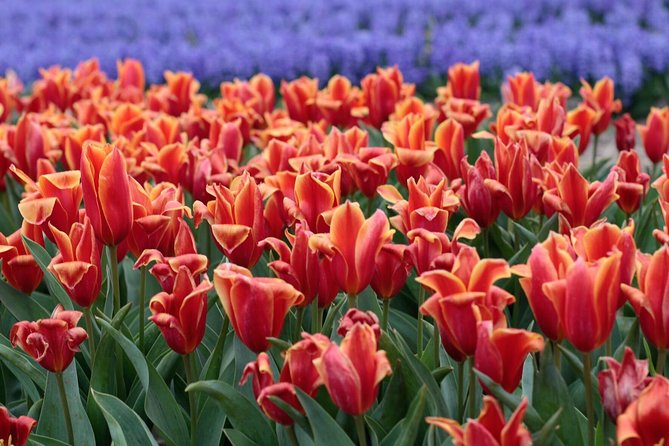 Amsterdam TulipFields of Holland Tour - Stop 1: The Flower Bulb Region and the Picture-Stop Sweet Spot