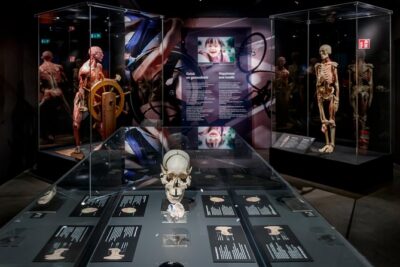Body Worlds Amsterdam Admission Ticket - The Happiness Project: the main exhibition focus