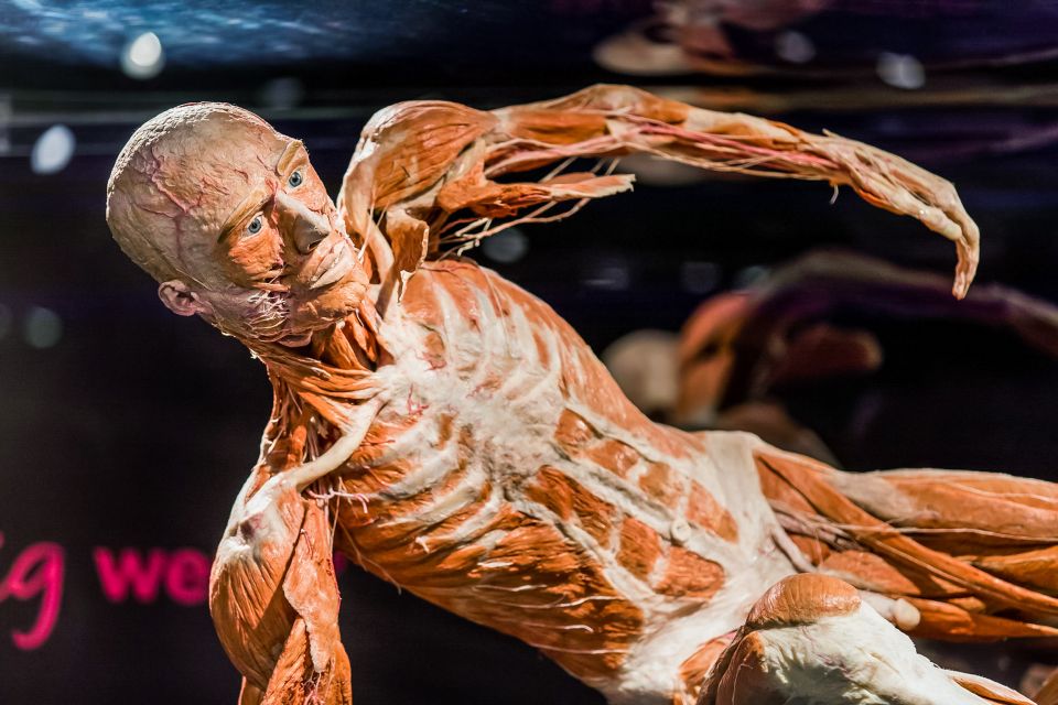 Body Worlds Amsterdam: The Happiness Project Ticket - Navigating the exhibit: floors, pacing, and what to look for