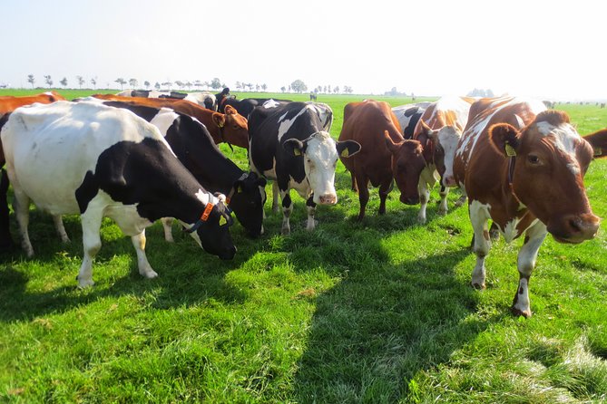 Countryside of Amsterdam Private tour - Private countryside from Amsterdam: how the day flows
