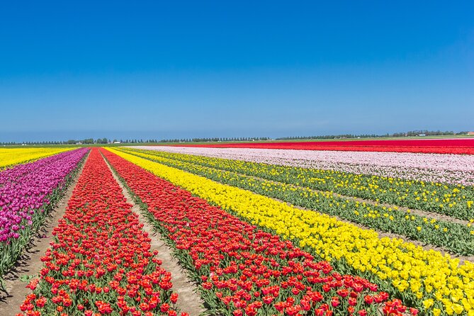 Day Trip to Famous Tulip Route in Noordoostpolder From Amsterdam - Noordoostpolder Tulip Route: why this beats the usual tulip plan