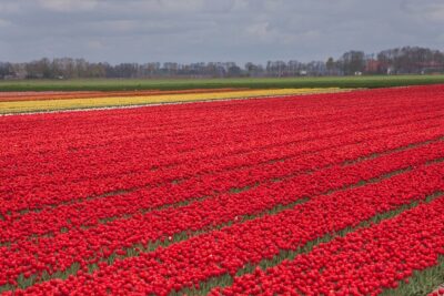 Day Trip to Famous Tulip Route in Noordoostpolder From Amsterdam - The 8-hour flow: how the day stays fun instead of exhausting