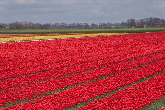 Day Trip to Famous Tulip Route in Noordoostpolder From Amsterdam - The 8-hour flow: how the day stays fun instead of exhausting