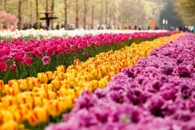 Day Trip to Keukenhof Gardens from Amsterdam with Tour Guide - The guided kickoff inside Keukenhof: Oranje Nassau and Carolus Clusius